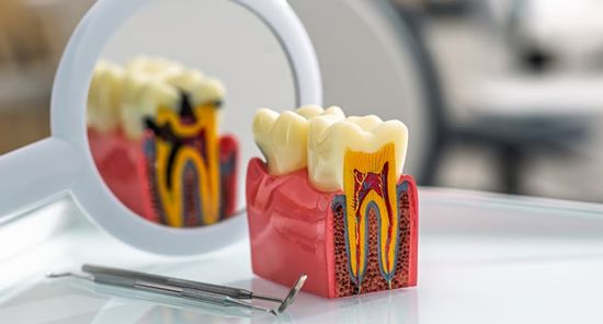 realistic tooth model positioned on a table